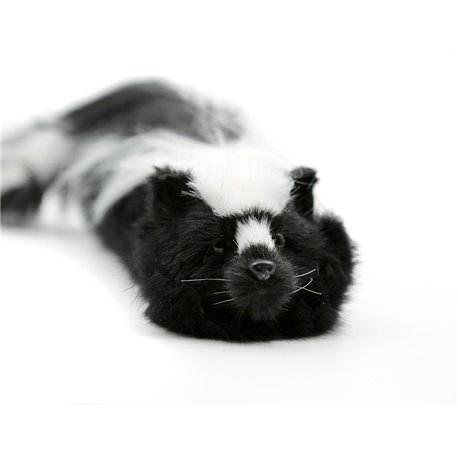 Sammy The Skunk Spring Animal