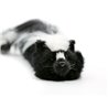 Sammy The Skunk Spring Animal