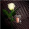 Rose Light set RED by JL Magic